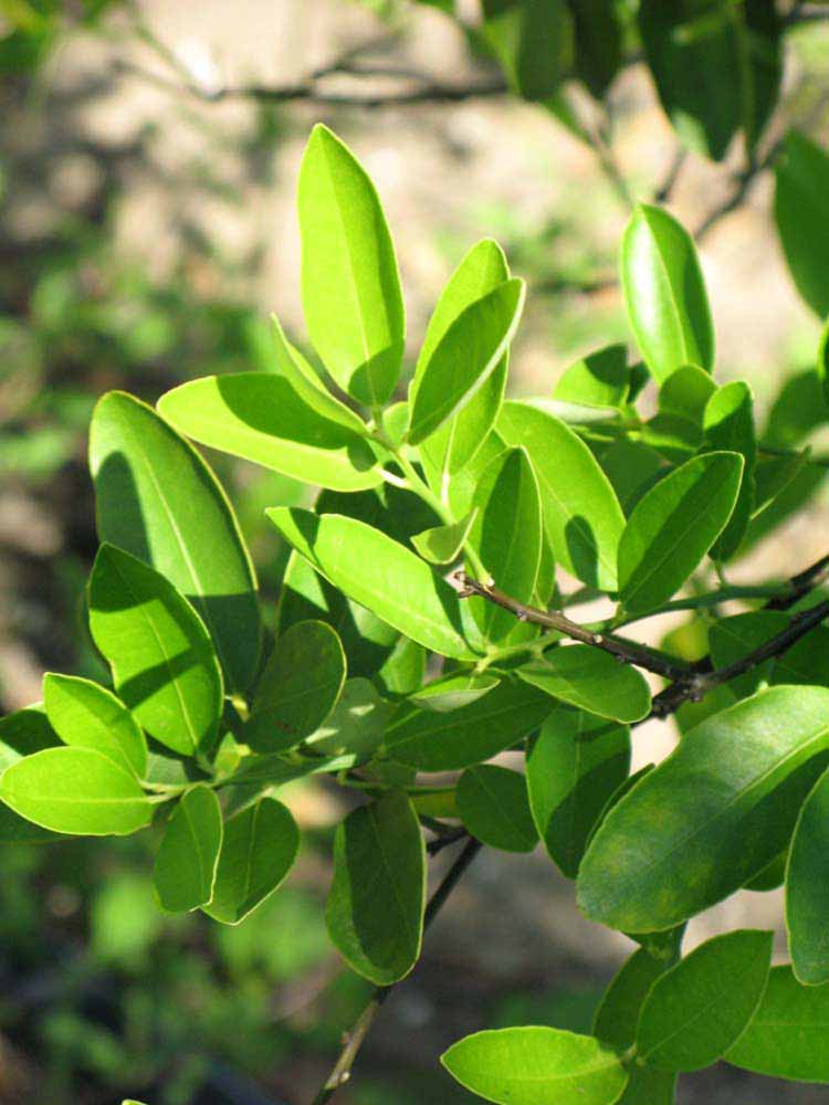              Sun leaves (Winter Haven, FL)       